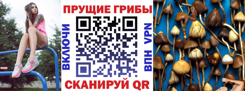 Галлюциногенные грибы Psilocybine cubensis  Ангарск 